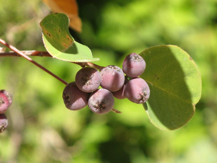 Cotoneaster granatensis (5)